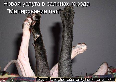 Новая услуга в салонах города "Мелирование лап"... Котоматрица: Новая услуга в салонах города "Мелирование лап"