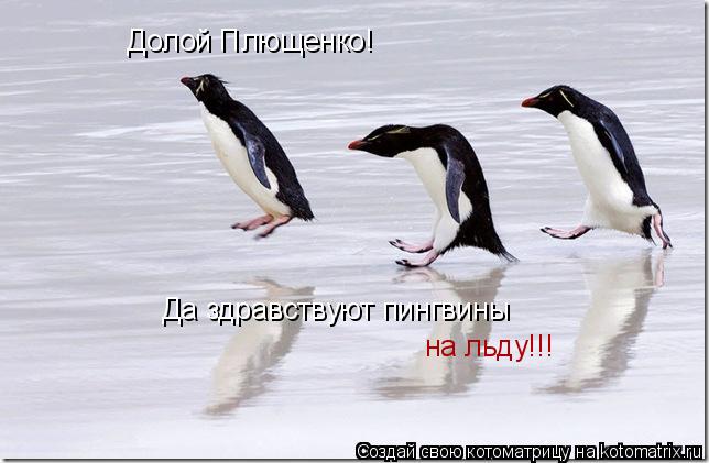Долой Плющенко! Да здравствуют пингвины на льду!!!... Котоматрица: Долой Плющенко! Да здравствуют пингвины на льду!!!