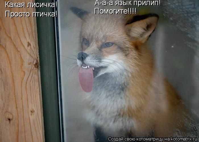 Какая лисичка! Просто птичка! А-а-а язык прилип! Помогите!!!!... Котоматрица: Какая лисичка! Просто птичка! А-а-а язык прилип! Помогите!!!!
