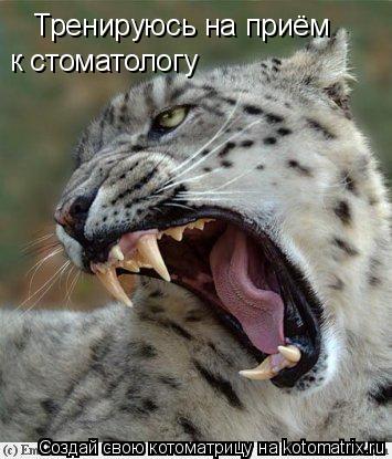 Тренируюсь на приём к стоматологу... Котоматрица: Тренируюсь на приём к стоматологу