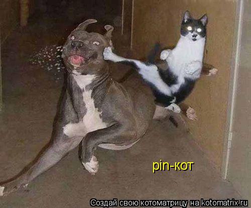 pin-кот... Котоматрица: pin-кот