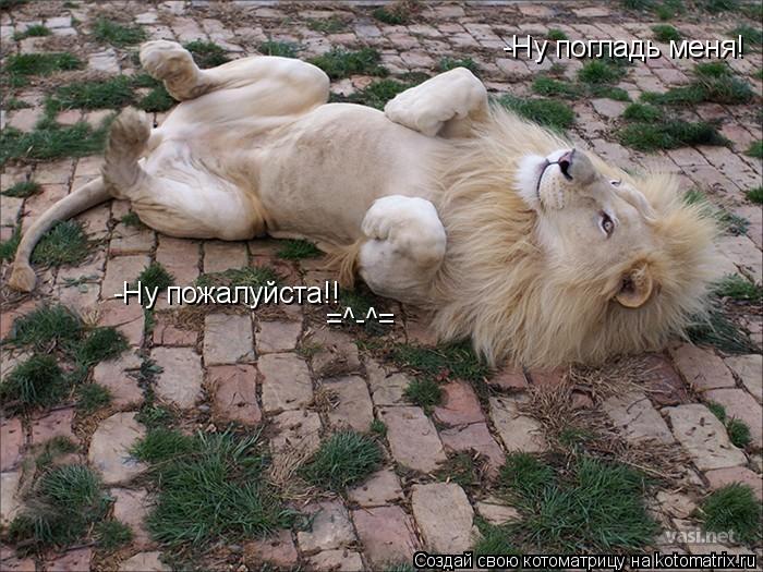 -Ну погладь меня! -Ну пожалуйста!! =^-^=... Котоматрица: -Ну погладь меня! -Ну пожалуйста!! =^-^=