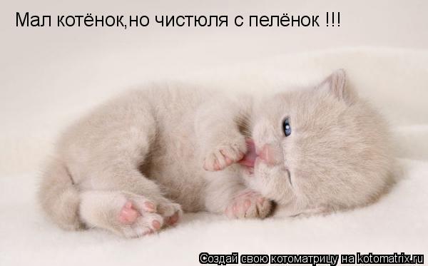 Мал котёнок,но чистюля с пелёнок !!!... Котоматрица: Мал котёнок,но чистюля с пелёнок !!!
