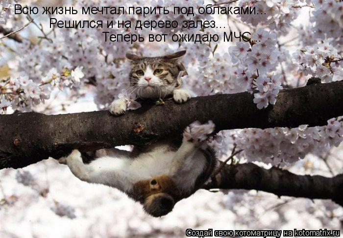 Всю жизнь мечтал парить под облаками... Решился и на дерево залез... Теперь вот ожидаю МЧС...... Котоматрица: Всю жизнь мечтал парить под облаками... Решился и на дерево залез... Теперь вот ожидаю МЧС...