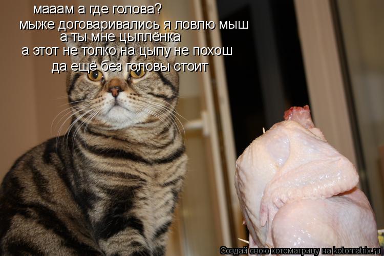 мааам а где голова? мыже договаривались я ловлю мыш а ты мне цыплёнка а этот не толко на цыпу не пох... Котоматрица: мааам а где голова? мыже договаривались я ловлю мыш а ты мне цыплёнка а этот не толко на цыпу не похош да ещё без головы стоит
