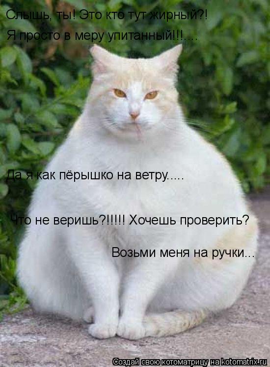 Слышь, ты! Это кто тут жирный?! Я просто в меру упитанный!!!.... Да я как пёрышко на ветру..... Что н... Котоматрица: Слышь, ты! Это кто тут жирный?! Я просто в меру упитанный!!!.... Да я как пёрышко на ветру..... Что не веришь?!!!!! Хочешь проверить? Возьми меня на р