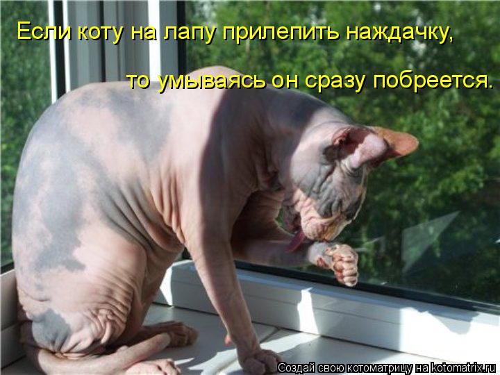 Если коту на лапу прилепить наждачку, то умываясь он сразу побреется.... Котоматрица: Если коту на лапу прилепить наждачку, то умываясь он сразу побреется.