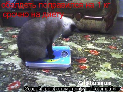 обалдеть поправился на 1 кг срочно на диету... Котоматрица: обалдеть поправился на 1 кг срочно на диету