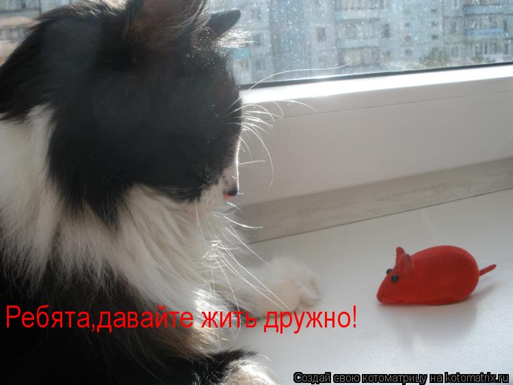 Ребята,давайте жить дружно!... Котоматрица: Ребята,давайте жить дружно!