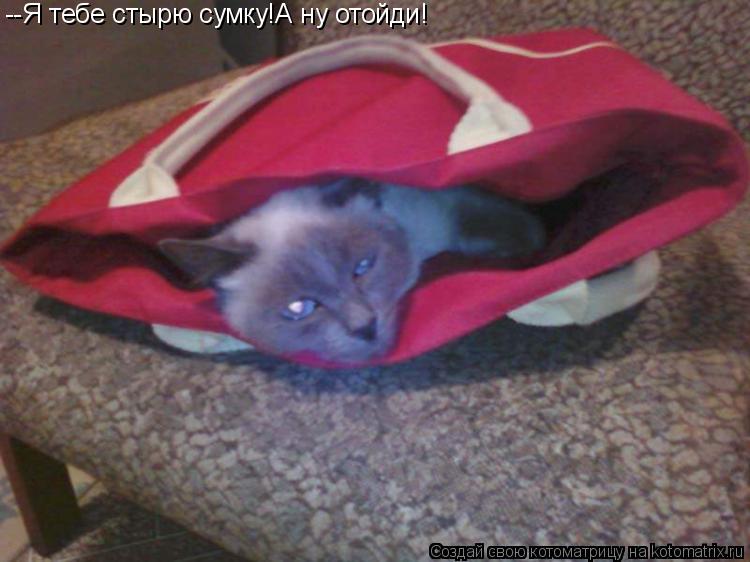 --Я тебе стырю сумку!А ну отойди!... Котоматрица: --Я тебе стырю сумку!А ну отойди!