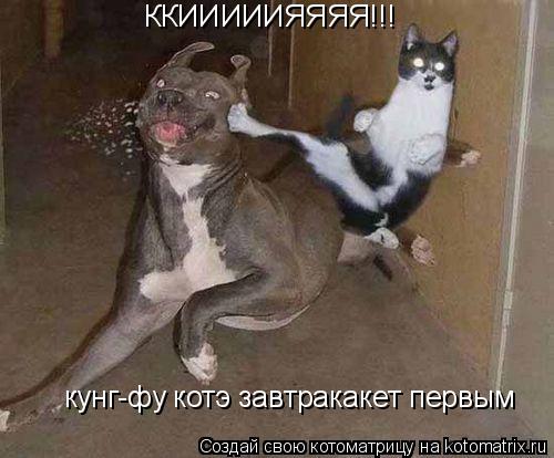 ККИИИИИЯЯЯЯ!!! кунг-фу котэ завтракакет первым... Котоматрица: ККИИИИИЯЯЯЯ!!! кунг-фу котэ завтракакет первым
