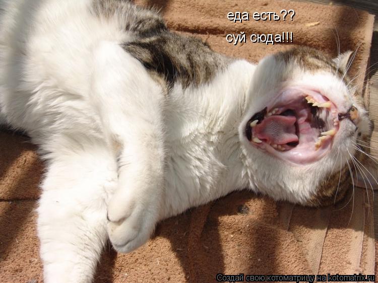 еда есть?? суй сюда!!!... Котоматрица: еда есть?? суй сюда!!!