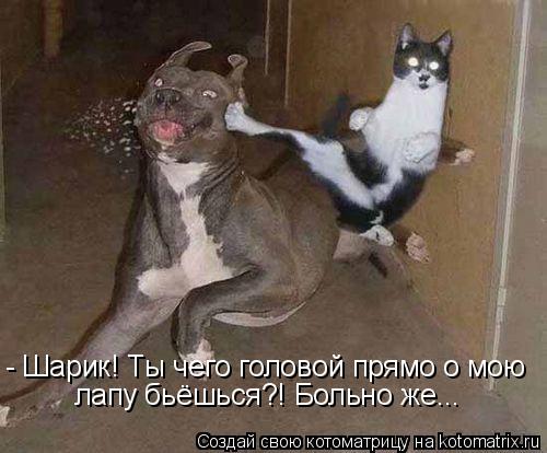 - Шарик! Ты чего головой прямо о мою лапу бьёшься?! Больно же...... Котоматрица: - Шарик! Ты чего головой прямо о мою лапу бьёшься?! Больно же...