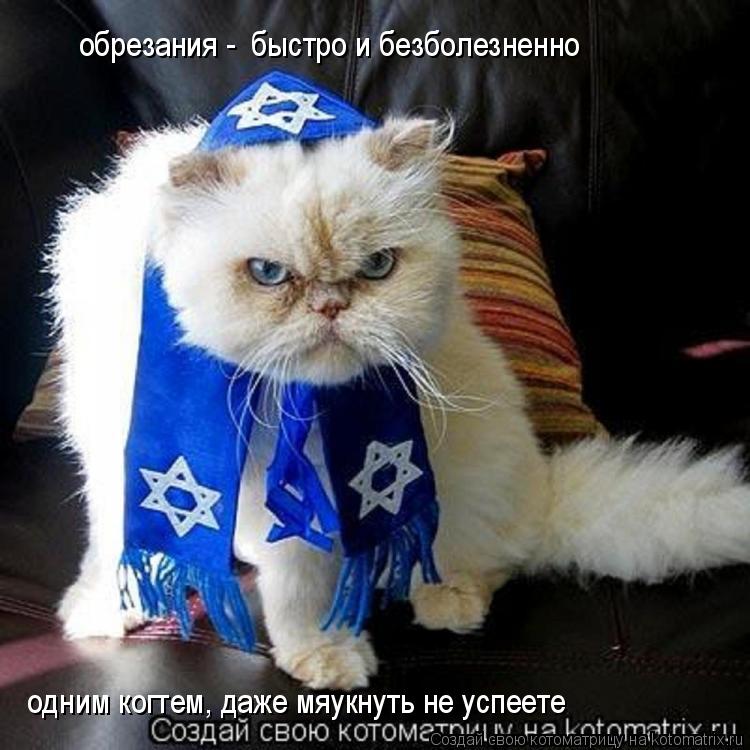 обрезания - быстро и безболезненно одним когтем, даже мяукнуть не успеете... Котоматрица: обрезания - быстро и безболезненно одним когтем, даже мяукнуть не успеете