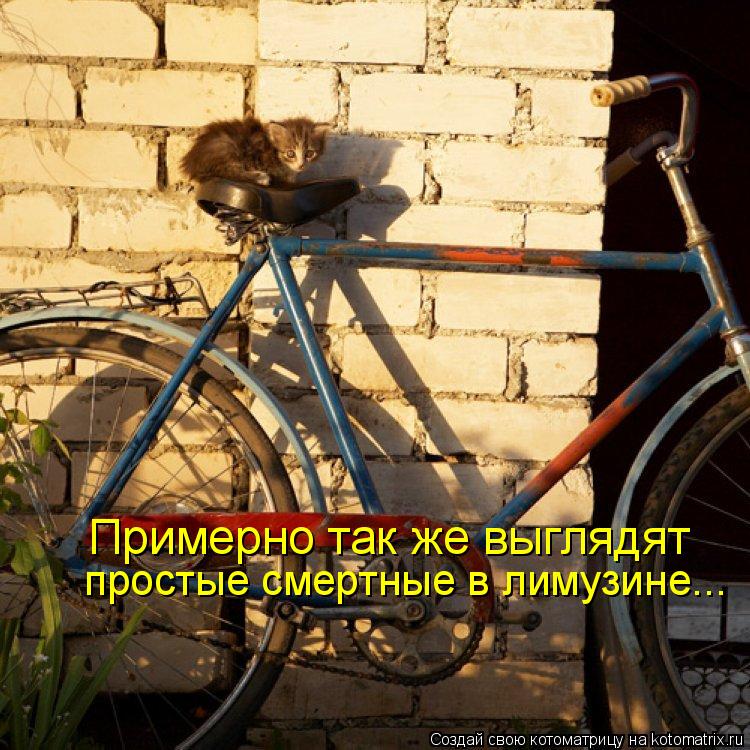 Примерно так же выглядят простые смертные в лимузине...... Котоматрица: Примерно так же выглядят простые смертные в лимузине...