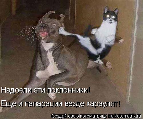 Еще и папарации везде караулят! Надоели эти поклонники!... Котоматрица: Еще и папарации везде караулят! Надоели эти поклонники!