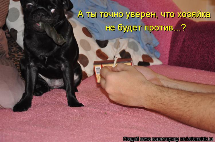 А ты точно уверен, что хозяйка не будет против...?... Котоматрица: А ты точно уверен, что хозяйка не будет против...?