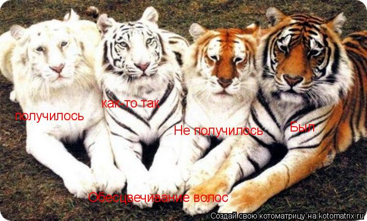 Обесцвечивание волос Был Не получилось как-то так получилось... Котоматрица: Обесцвечивание волос Был Не получилось как-то так получилось