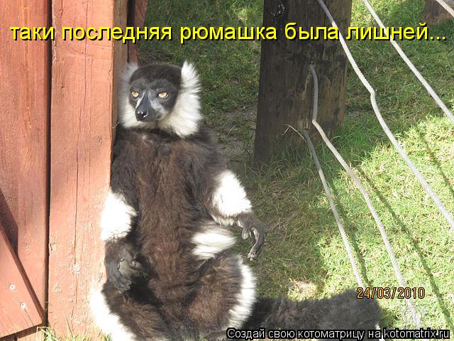 таки последняя рюмашка была лишней...... Котоматрица: таки последняя рюмашка была лишней...