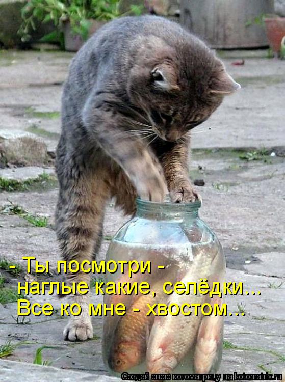 Котоматрица: - Ты посмотри -  наглые какие, селёдки... Все ко мне - хвостом...