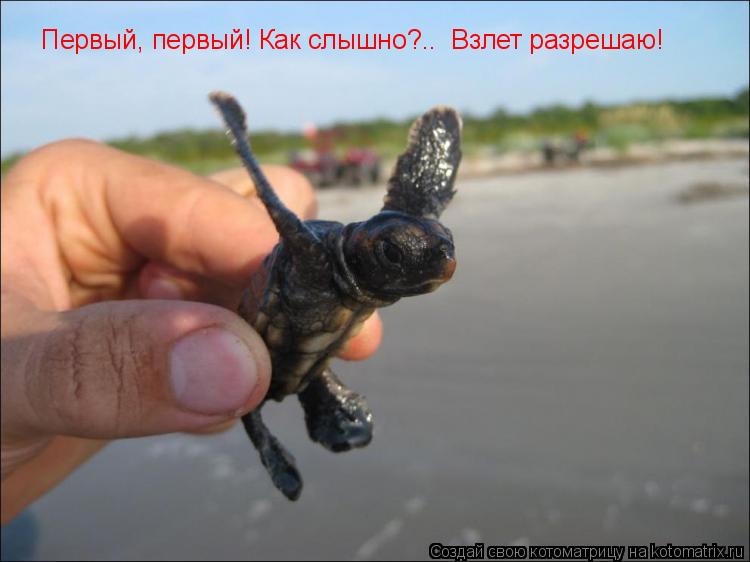 Первый, первый! Как слышно?.. Взлет разрешаю!... Котоматрица: Первый, первый! Как слышно?.. Взлет разрешаю!
