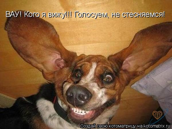ВАУ! Кого я вижу!!! Голосуем, не стесняемся!... Котоматрица: ВАУ! Кого я вижу!!! Голосуем, не стесняемся!
