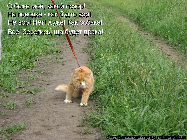 Не вор! Нет! Хуже! Как собака! Всё, берегись, ща будет драка! О боже мой, какой позор! На поводке -... Котоматрица: Не вор! Нет! Хуже! Как собака! Всё, берегись, ща будет драка! О боже мой, какой позор! На поводке - как будто вор!