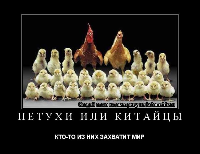 ПЕТУХИ ИЛИ КИТАЙЦЫ КТО-ТО ИЗ НИХ ЗАХВАТИТ МИР... Котоматрица: ПЕТУХИ ИЛИ КИТАЙЦЫ КТО-ТО ИЗ НИХ ЗАХВАТИТ МИР