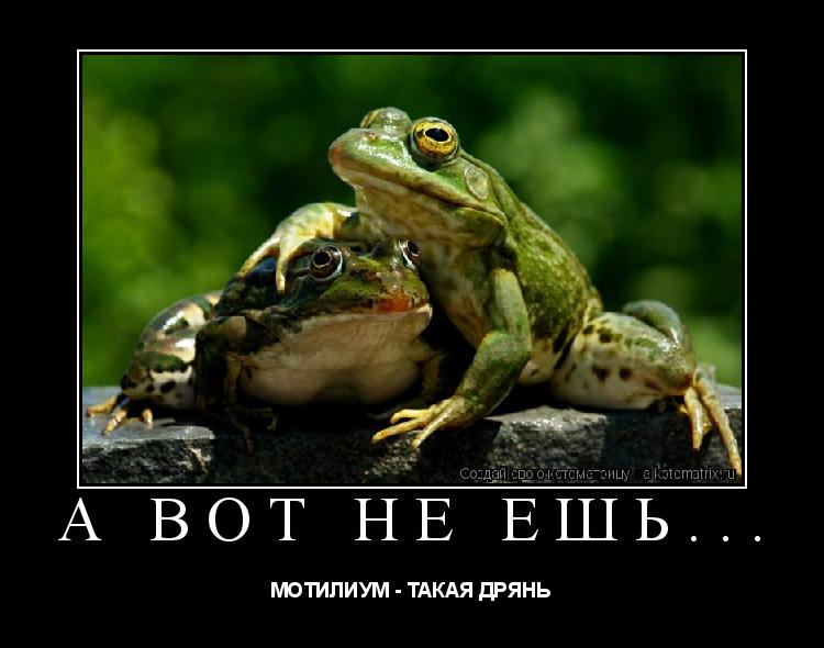 А ВОТ НЕ ЕШЬ... МОТИЛИУМ - ТАКАЯ ДРЯНЬ... Котоматрица: А ВОТ НЕ ЕШЬ... МОТИЛИУМ - ТАКАЯ ДРЯНЬ
