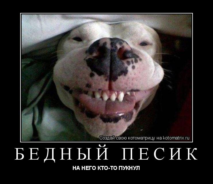 БЕДНЫЙ ПЁСИК НА НЕГО КТО-ТО ПУКНУЛ... Котоматрица: БЕДНЫЙ ПЁСИК НА НЕГО КТО-ТО ПУКНУЛ