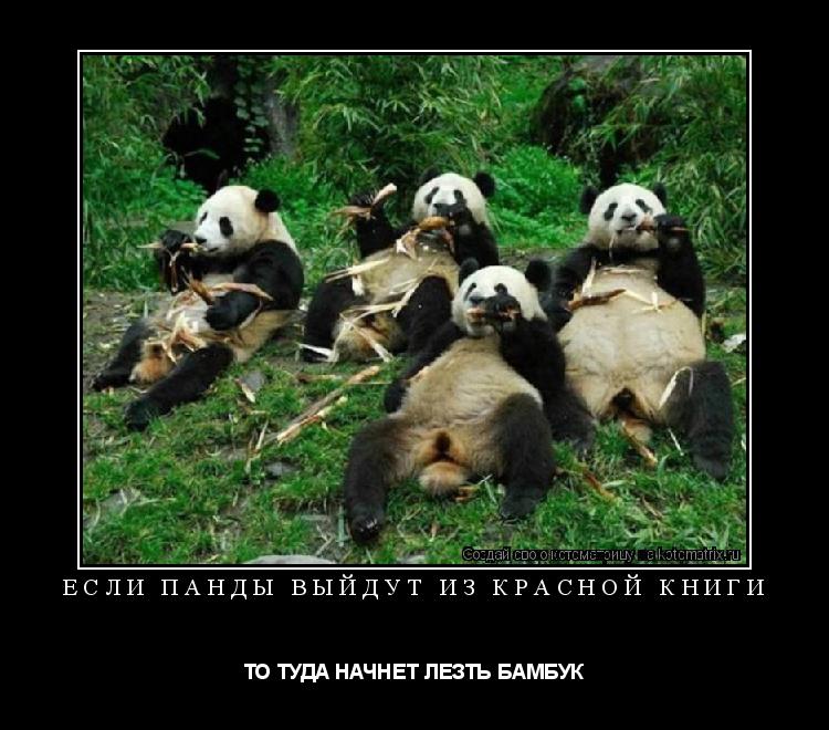 ЕСЛИ ПАНДЫ ВЫЙДУТ ИЗ КРАСНОЙ КНИГИ ТО ТУДА НАЧНЕТ ЛЕЗТЬ БАМБУК... Котоматрица: ЕСЛИ ПАНДЫ ВЫЙДУТ ИЗ КРАСНОЙ КНИГИ ТО ТУДА НАЧНЕТ ЛЕЗТЬ БАМБУК