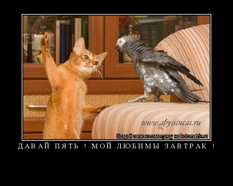 Давай Пять ! мой любимы Завтрак ! ... Котоматрица: Давай Пять ! мой любимы Завтрак !