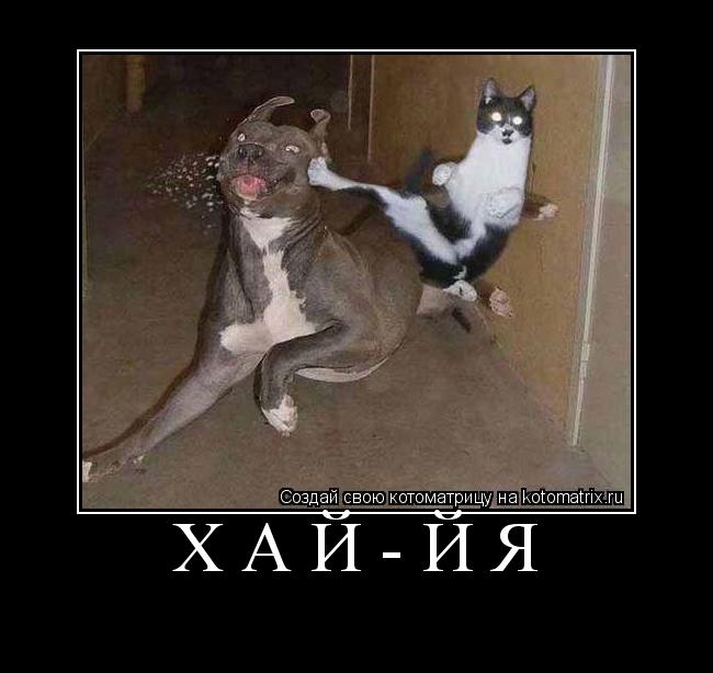 Котоматрица: Хай-йя 