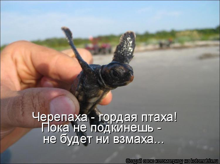 Черепаха - гордая птаха! Пока не подкинешь - не будет ни взмаха...... Котоматрица: Черепаха - гордая птаха! Пока не подкинешь - не будет ни взмаха...