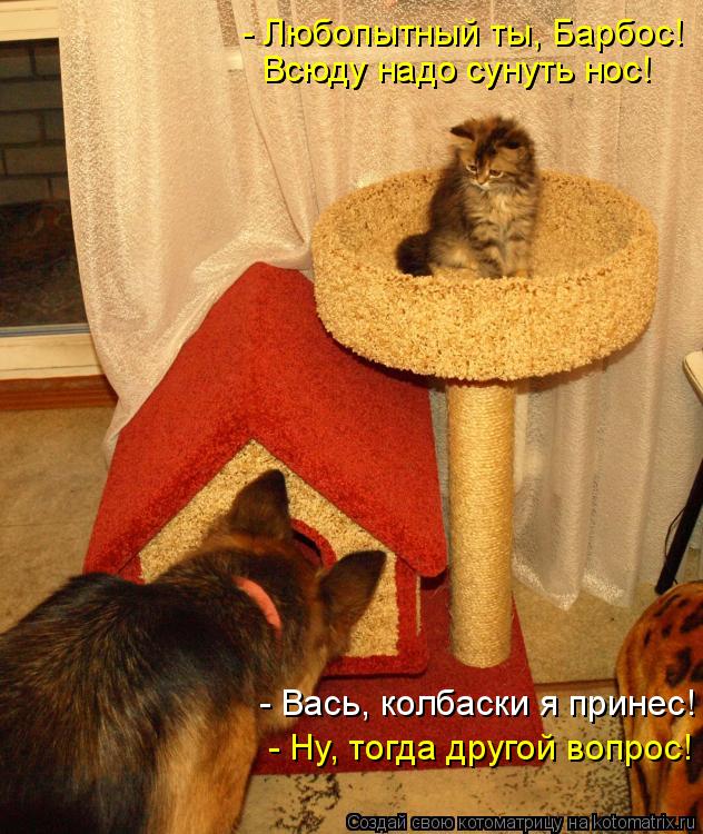 - Любопытный ты, Барбос! Всюду надо сунуть нос! Всюду надо сунуть нос! - Ну, тогда другой вопрос! - В... Котоматрица: - Любопытный ты, Барбос! Всюду надо сунуть нос! Всюду надо сунуть нос! - Ну, тогда другой вопрос! - Вась, колбаски я принес!