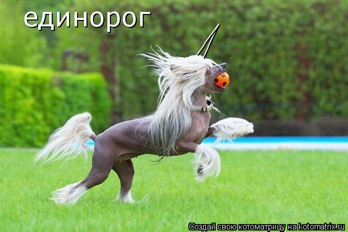 единорог ___ ___... Котоматрица: единорог ___ ___