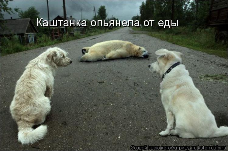 Каштанка опьянела от еды... Котоматрица: Каштанка опьянела от еды
