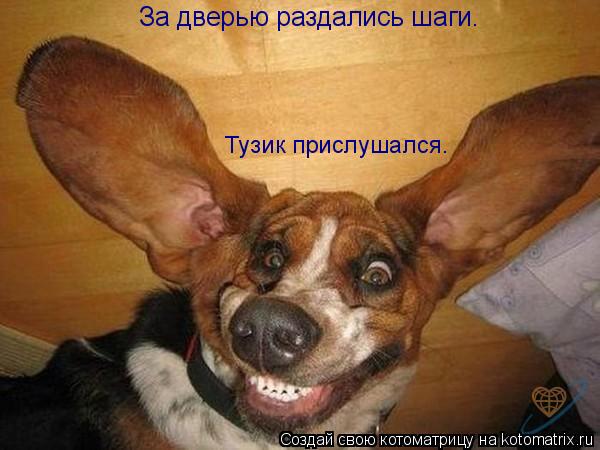 За дверью раздались шаги. Тузик прислушался.... Котоматрица: За дверью раздались шаги. Тузик прислушался.