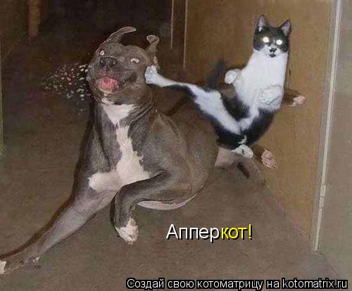 Аппер кот!... Котоматрица: Аппер кот!