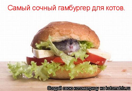 Самый сочный гамбургер для котов.... Котоматрица: Самый сочный гамбургер для котов.