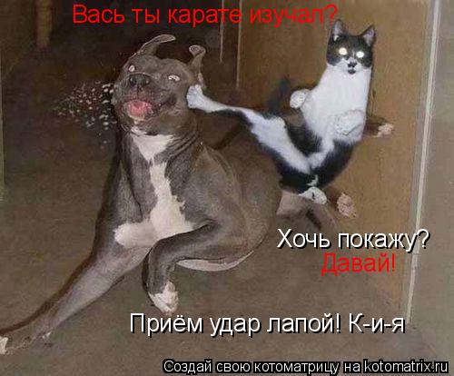 Вась ты карате изучал? Хочь покажу? Давай! Приём удар лапой! К-и-я... Котоматрица: Вась ты карате изучал? Хочь покажу? Давай! Приём удар лапой! К-и-я