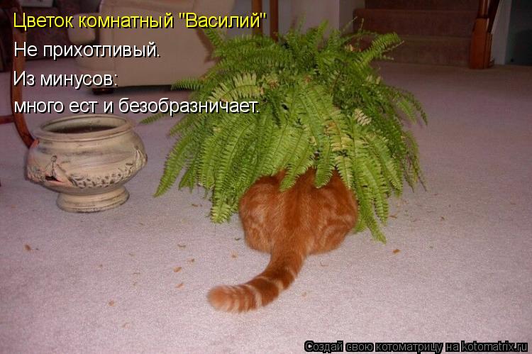 Не прихотливый. Из минусов: много ест и безобразничает. Цветок комнатный "Василий"... Котоматрица: Не прихотливый. Из минусов: много ест и безобразничает. Цветок комнатный "Василий"