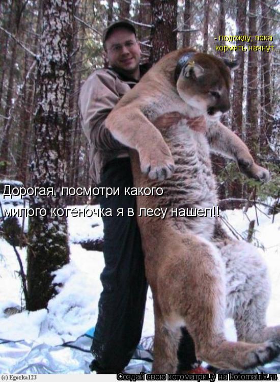 Дорогая, посмотри какого милого котёночка я в лесу нашел!! - подожду, пока кормить начнут...... Котоматрица: Дорогая, посмотри какого милого котёночка я в лесу нашел!! - подожду, пока кормить начнут...