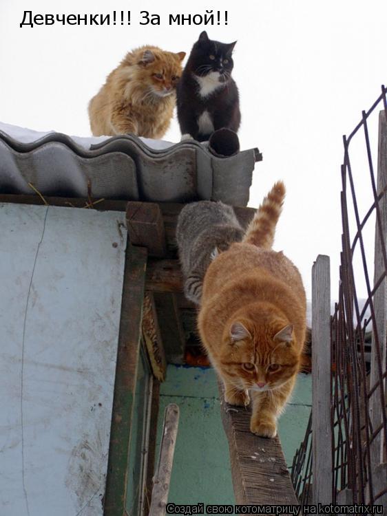 Девченки!!! За мной!!... Котоматрица: Девченки!!! За мной!!