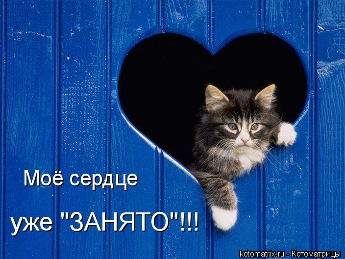 Моё сердце уже "ЗАНЯТО"!!!... Котоматрица: Моё сердце уже "ЗАНЯТО"!!!