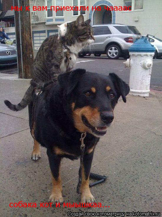 мы к вам приехали на чаааас собака кот и мыышкаа...... Котоматрица: мы к вам приехали на чаааас собака кот и мыышкаа...