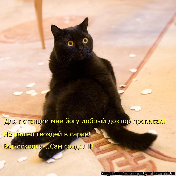 Котоматрица: Для потенции мне йогу добрый доктор прописал! Не нашел гвоздей в сарае! Вот-осколки...Сам создал!!!