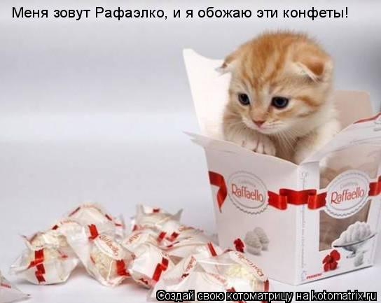 Меня зовут Рафаэлко, и я обожаю эти конфеты!... Котоматрица: Меня зовут Рафаэлко, и я обожаю эти конфеты!