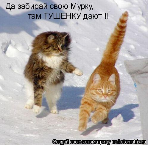 Да забирай свою Мурку, там ТУШЕНКУ дают!!!... Котоматрица: Да забирай свою Мурку, там ТУШЕНКУ дают!!!