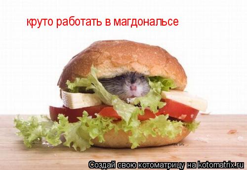 круто работать в магдональсе... Котоматрица: круто работать в магдональсе